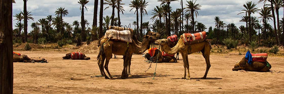 Giro in cammello a Marrakech